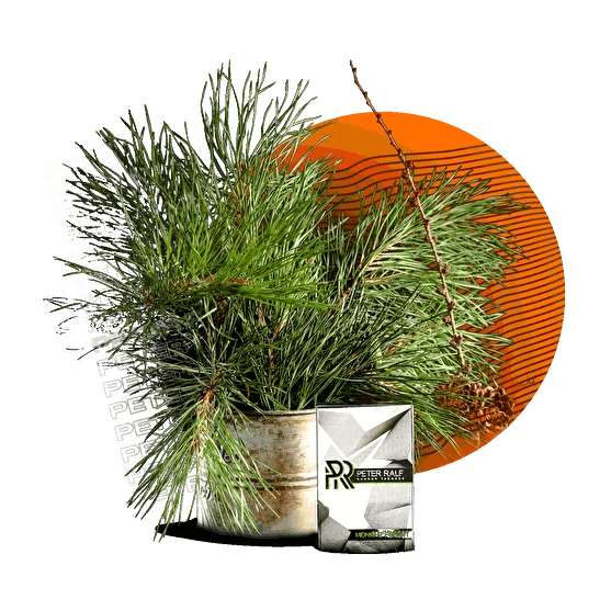 Табак Peter Ralf - Midnight Forest (Полуночный Лес, 50 грамм) купить в Барнауле